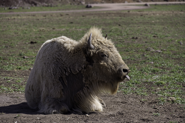 Bearizona Wildlife Park