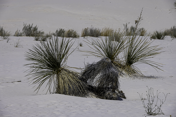 White Sands National Park